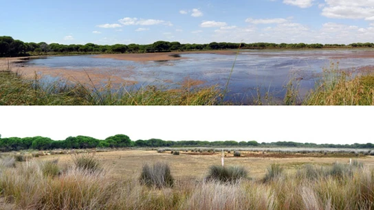 Así ha cambiado Doñana en los últimos 34 años Así ha cambiado Doñana en los últimos 34 años