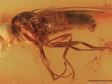 Descubren una nueva familia de insectos a partir de un fosil conservado en ambar Descubren una nueva familia de insectos a partir de un fosil conservado en ambar
