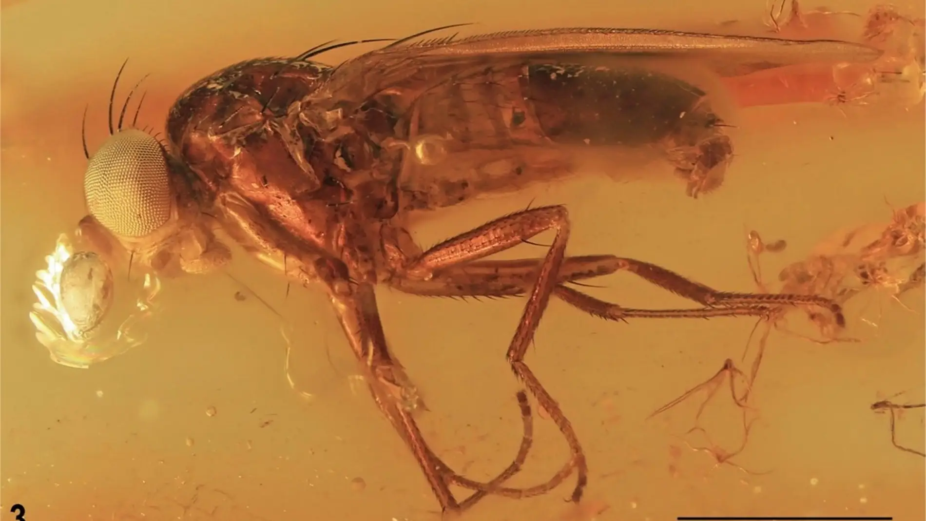 Descubren una nueva familia de insectos a partir de un fosil conservado en ambar