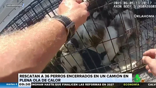 Rescatan a 36 cachorros de perro encerrados en un camión en plena ola de calor Rescatan a 36 cachorros de perro encerrados en un camión en plena ola de calor