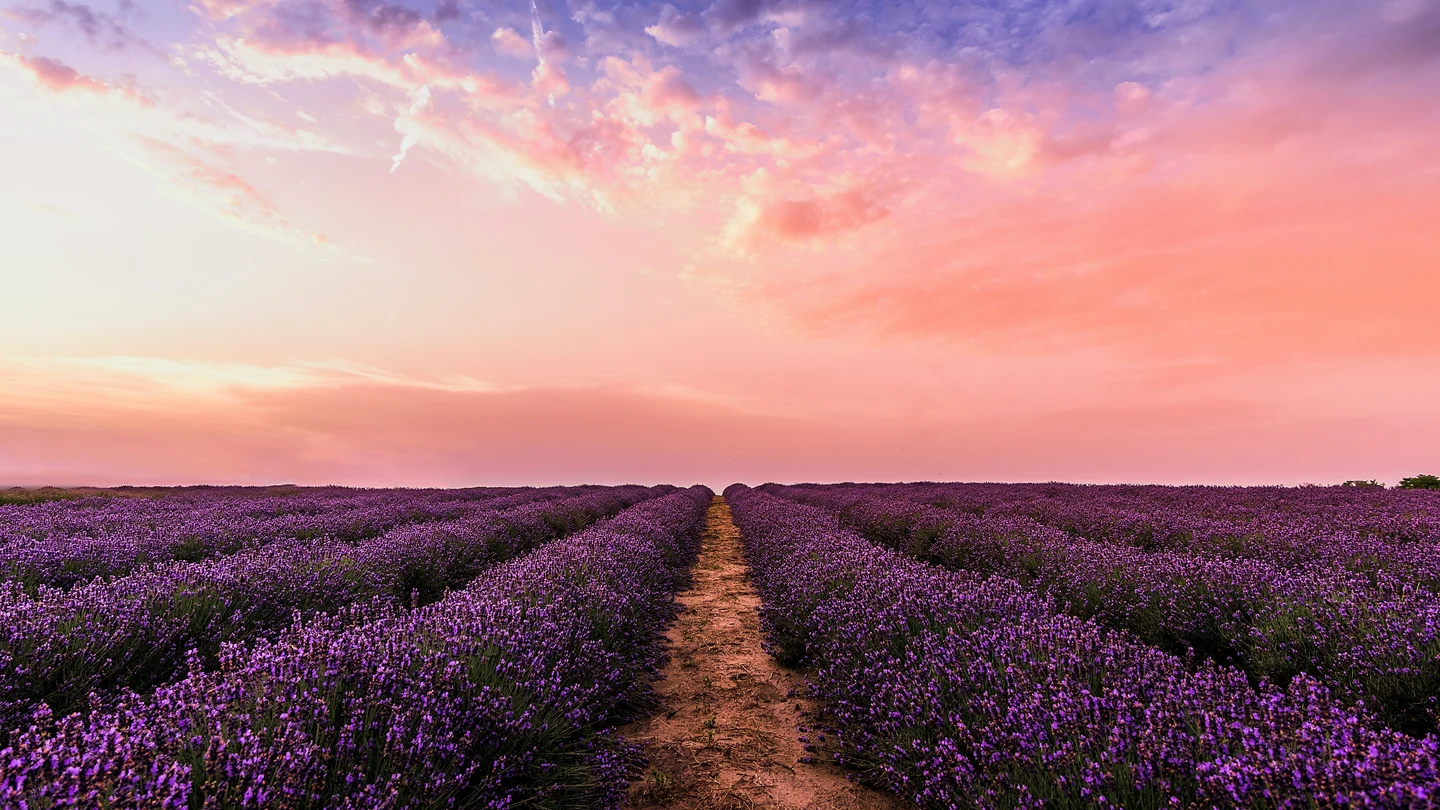 Campo de lavanda en flor Campo de lavanda en flor