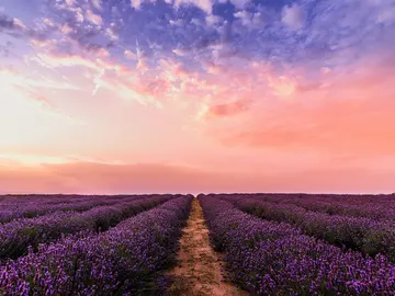 Campo de lavanda en flor Campo de lavanda en flor