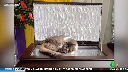La conmovedora historia de la gata que no quiere separarse de su dueño ni el día de su entierro: así reposa sobre su ataúd La conmovedora historia de la gata que no quiere separarse de su dueño ni el día de su entierro: así reposa sobre su ataúd