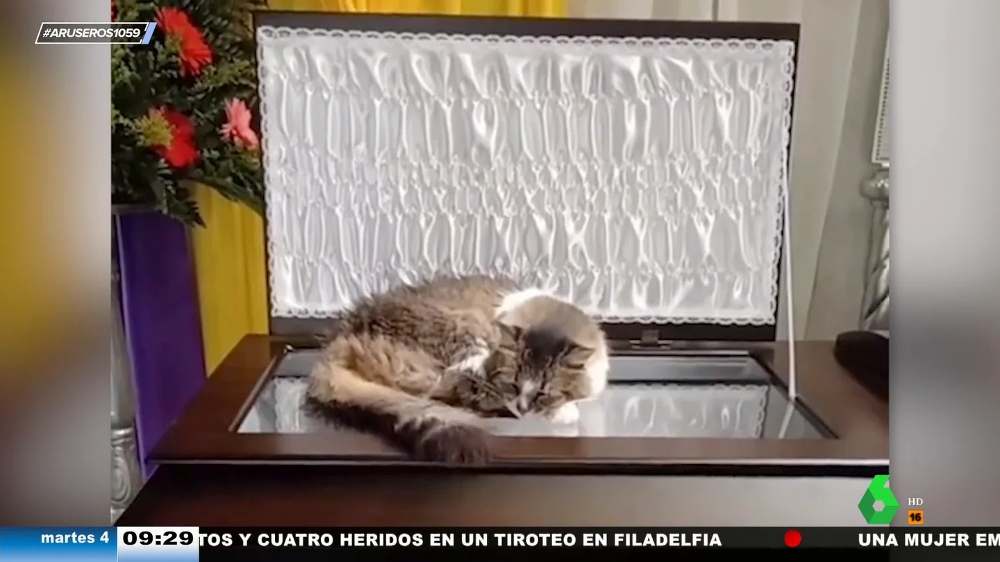 La conmovedora historia de la gata que no quiere separarse de su dueño ni el día de su entierro: así reposa sobre su ataúd La conmovedora historia de la gata que no quiere separarse de su dueño ni el día de su entierro: así reposa sobre su ataúd