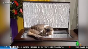 La conmovedora historia de la gata que no quiere separarse de su dueño ni el día de su entierro: así reposa sobre su ataúd