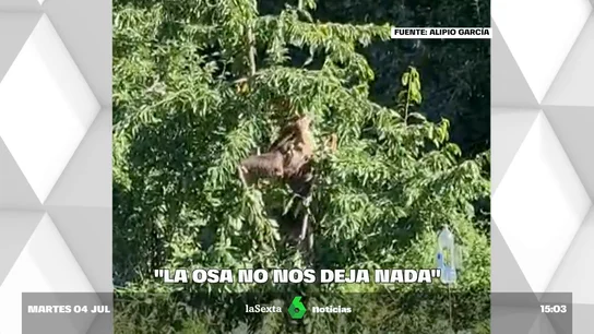 Lechugina: la osa 'ladrona' en Villarino del Sil que asusta a los vecinos y se come sus cosechas Lechugina: la osa 'ladrona' en Villarino del Sil que asusta a los vecinos y se come sus cosechas