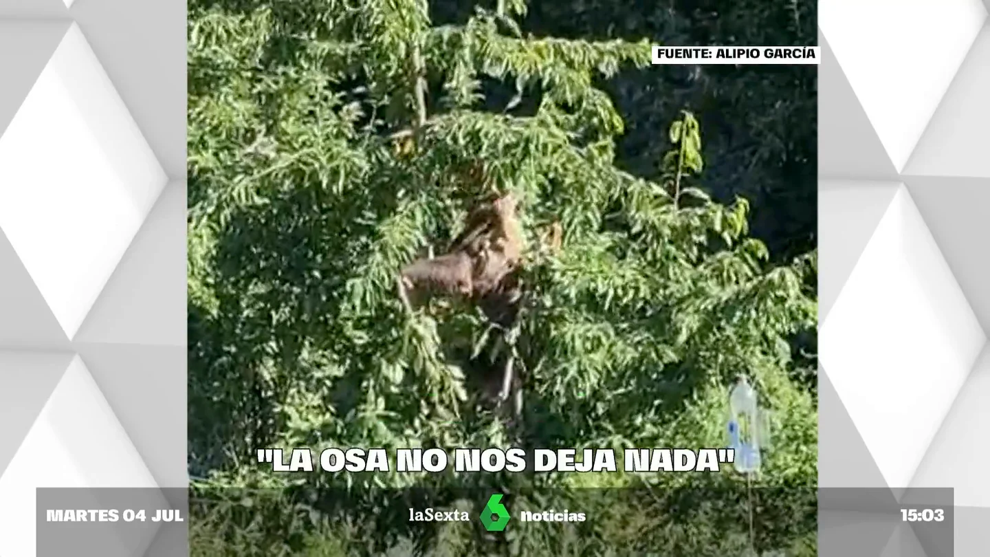 Lechugina: la osa 'ladrona' en Villarino del Sil que asusta a los vecinos y se come sus cosechas Lechugina: la osa 'ladrona' en Villarino del Sil que asusta a los vecinos y se come sus cosechas