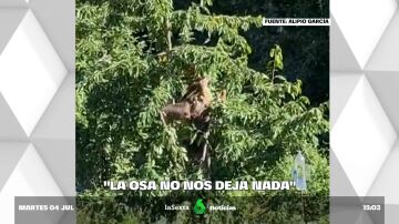 Lechugina: la osa 'ladrona' en Villarino del Sil que asusta a los vecinos y se come sus cosechas