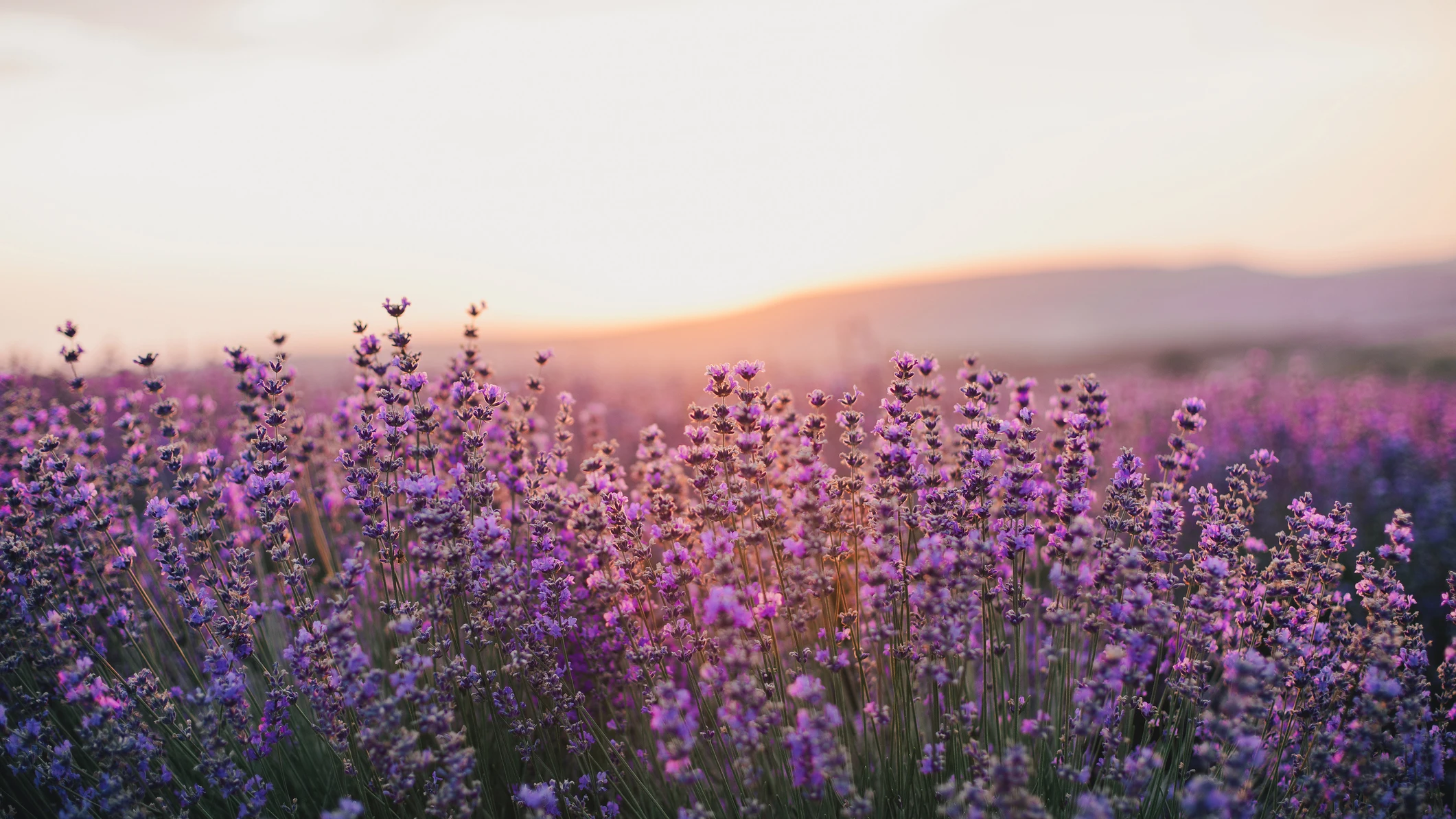 Campo de lavanda en flor