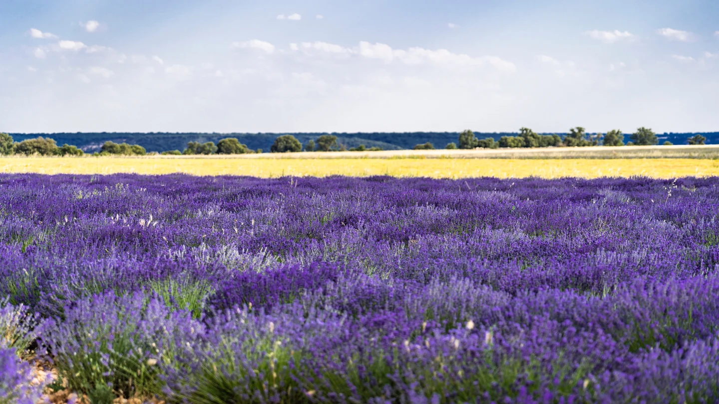 Campo de lavanda de Brihuega (Guadalajara) Campo de lavanda de Brihuega (Guadalajara)