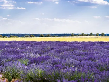 Campo de lavanda de Brihuega (Guadalajara) Campo de lavanda de Brihuega (Guadalajara)