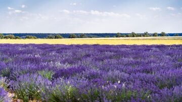 Campo de lavanda de Brihuega (Guadalajara)