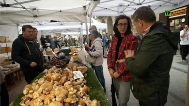 Te lo vas a comer Setas Te lo vas a comer Setas