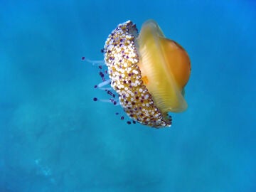 Vuelven las medusas huevo frito: esto es lo que debes hacer si te pica una