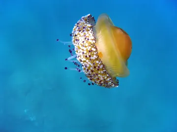 Vuelven las medusas huevo frito: esto es lo que debes hacer si te pica una Vuelven las medusas huevo frito: esto es lo que debes hacer si te pica una
