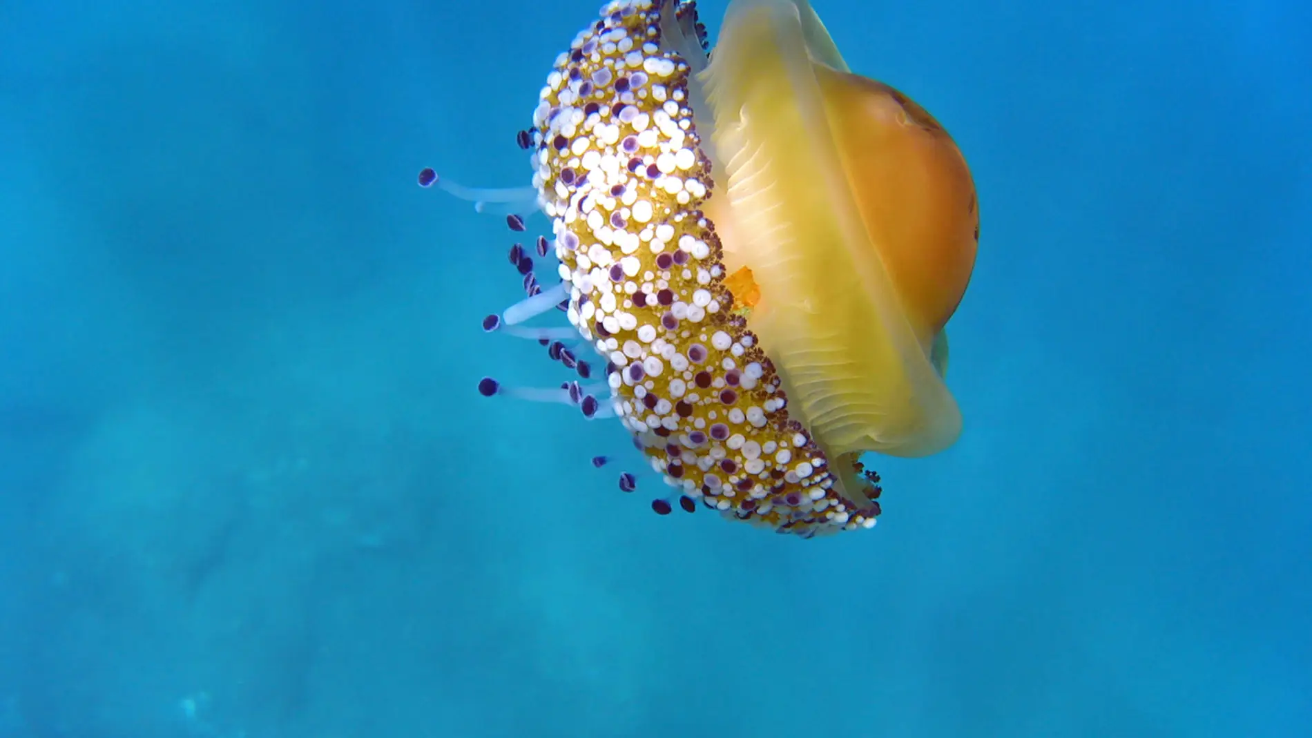 Vuelven las medusas huevo frito: esto es lo que debes hacer si te pica una