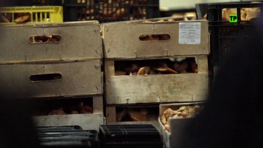 Hoy, en &iquest;Te lo vas a comer?, Alberto Chicote destapa el comercio ilegal de setas en Espa&ntilde;a y descubre peligrosas pr&aacute;cticas