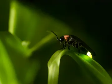 Esta es la razón por la que ya no vemos luciérnagas por la noche Esta es la razón por la que ya no vemos luciérnagas por la noche