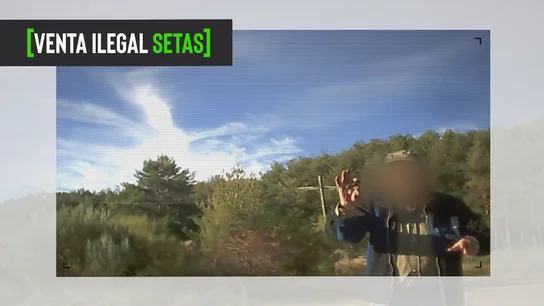 Este es el nombre de la empresa que vende al por mayor setas recogidas de manera ilegal: así lo desvela en una cámara oculta Este es el nombre de la empresa que vende al por mayor setas recogidas de manera ilegal: así lo desvela en una cámara oculta