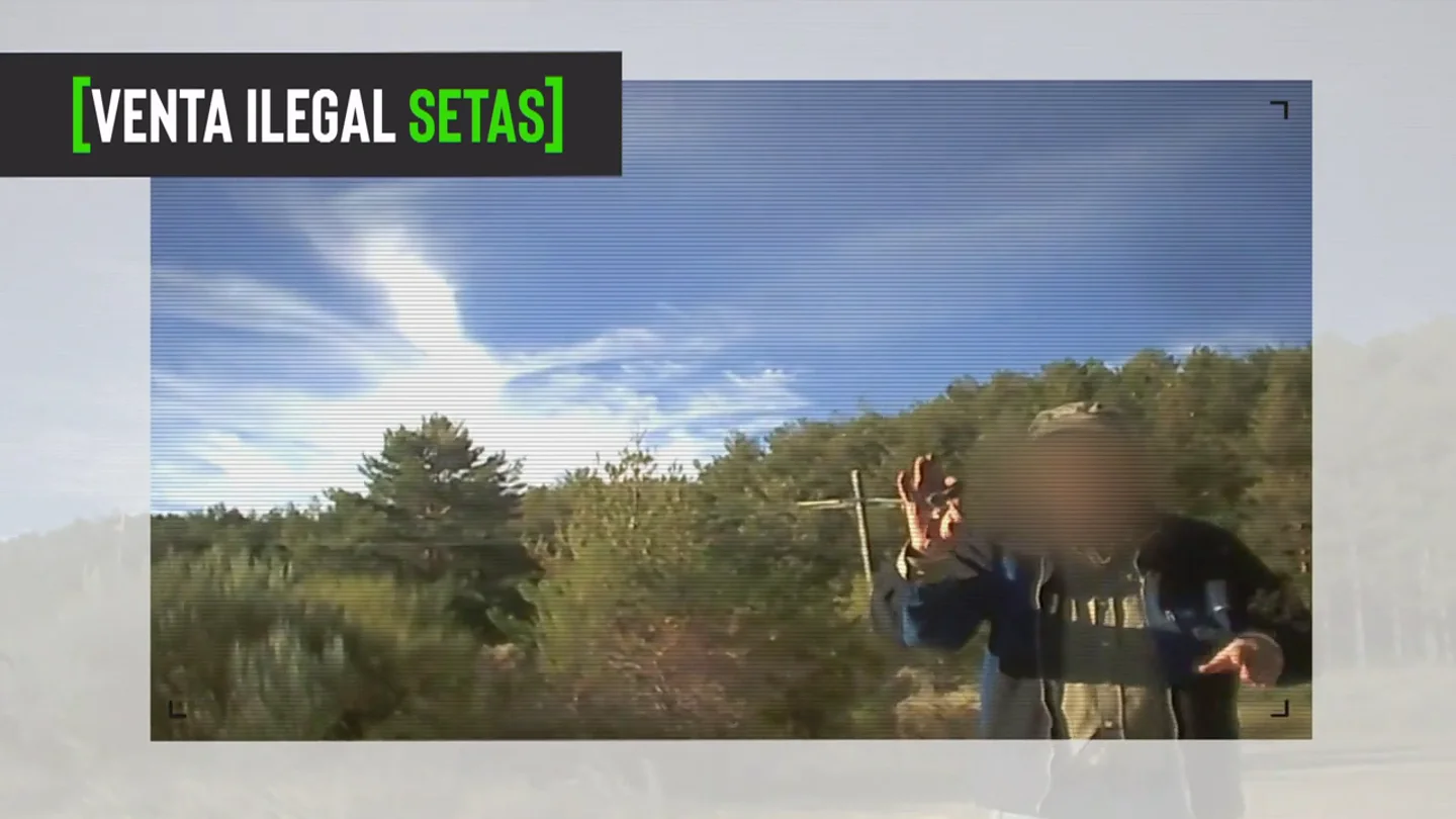 Este es el nombre de la empresa que vende al por mayor setas recogidas de manera ilegal: así lo desvela en una cámara oculta Este es el nombre de la empresa que vende al por mayor setas recogidas de manera ilegal: así lo desvela en una cámara oculta