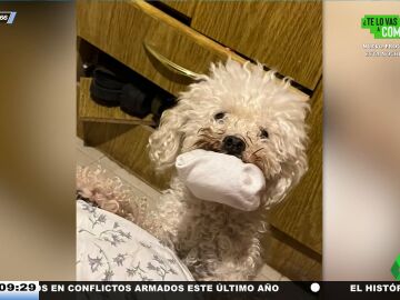 Así evoluciona un perro abandonado cuando es adoptado por alguien que lo quiere y lo cuida