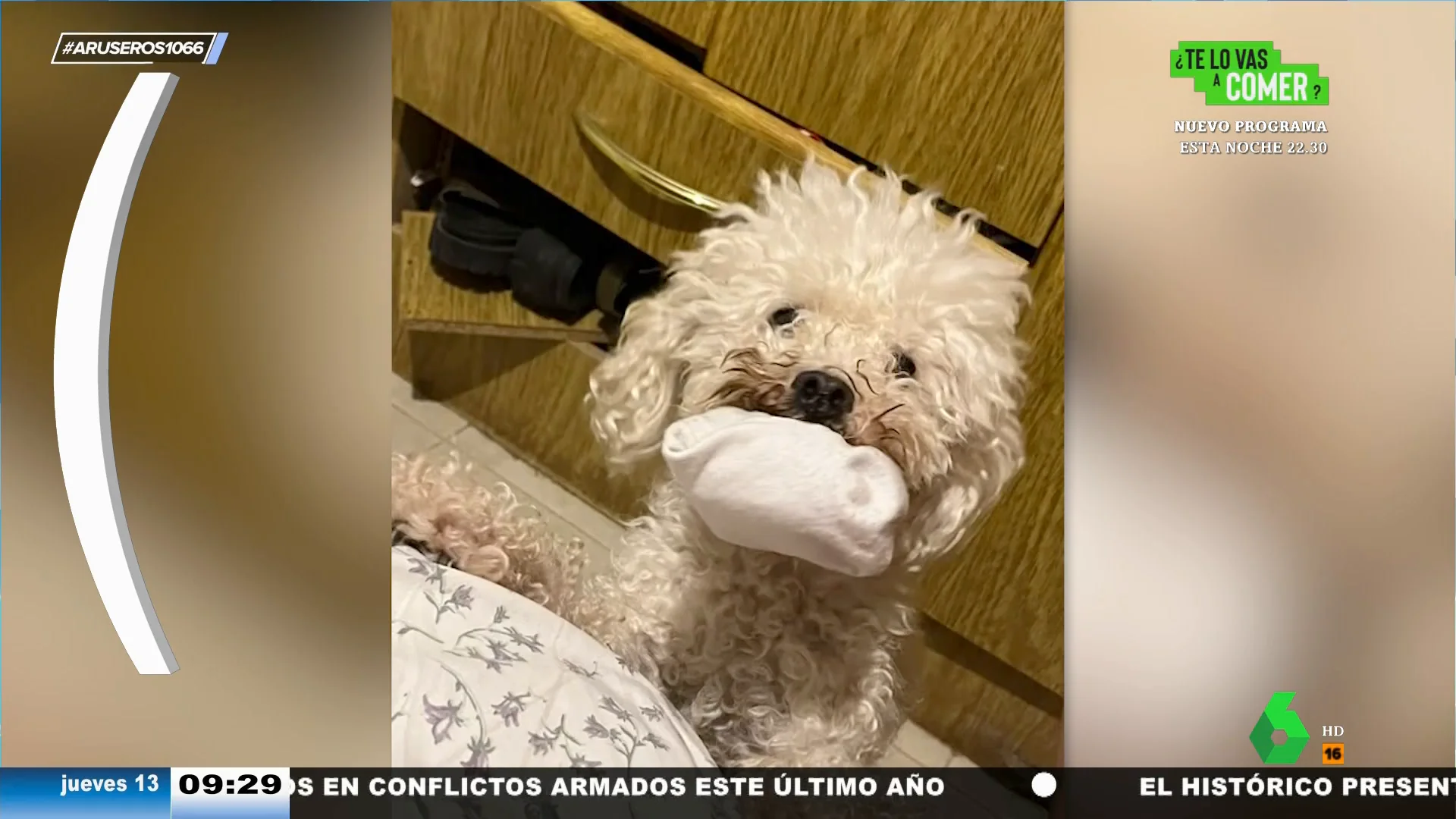 Así evoluciona un perro abandonado cuando es adoptado por alguien que lo quiere y lo cuida