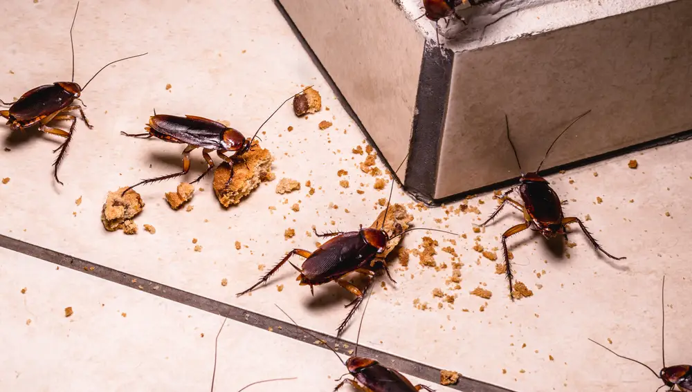 Cucarachas en la cocina