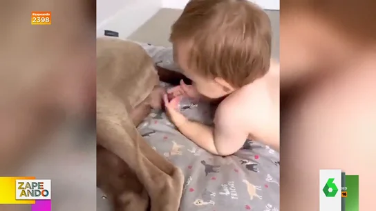 El divertido viral de un bebé que agarra los testículos de un perro El divertido viral de un bebé que agarra los testículos de un perro