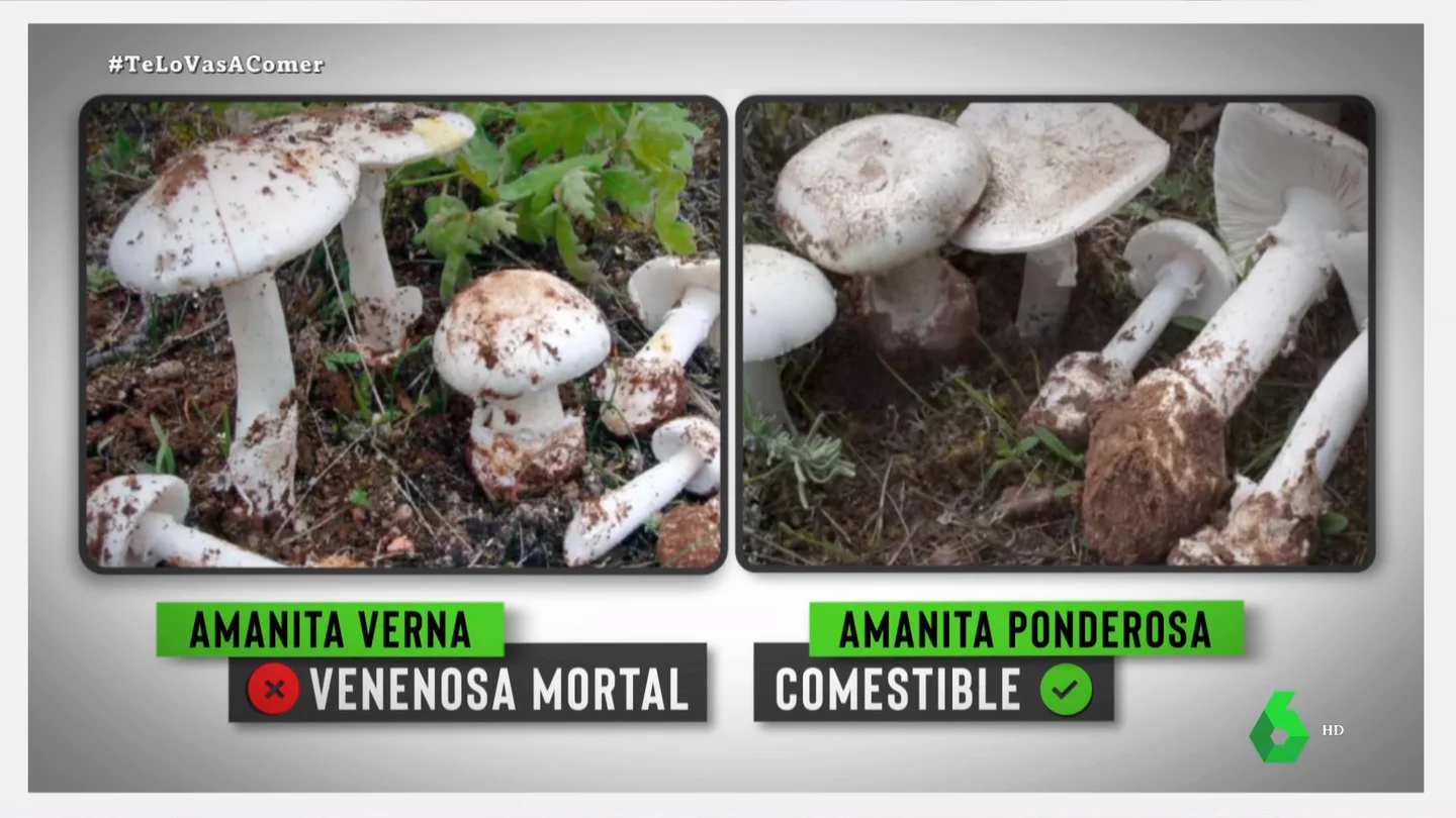 Diferencia entre una seta comestible y una mortal Diferencia entre una seta comestible y una mortal