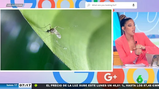 Este es el remedio definitivo para evitar que las picaduras de mosquitos se te infecten: agua, jabón, hielo y crema Este es el remedio definitivo para evitar que las picaduras de mosquitos se te infecten: agua, jabón, hielo y crema