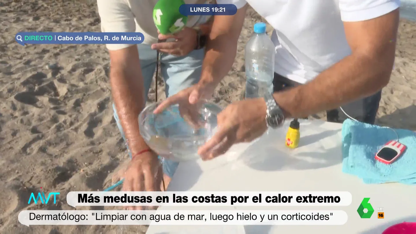 El momento en el que una medusa cae en el brazo de un reportero de Más Vale Tarde: "¡Cuidado!" El momento en el que una medusa cae en el brazo de un reportero de Más Vale Tarde: "¡Cuidado!"