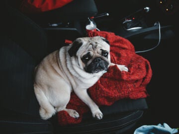 Romper la ventana de un coche para salvar a un perro de un golpe de calor: ¿legal o ilegal?