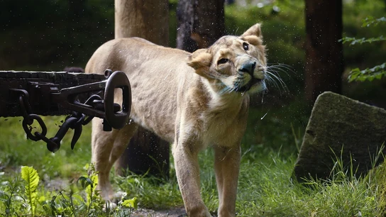 Un león suelto en Berlín siembra el pánico y la Policía pide a los ciudadanos que permanezcan en casa Un león suelto en Berlín siembra el pánico y la Policía pide a los ciudadanos que permanezcan en casa