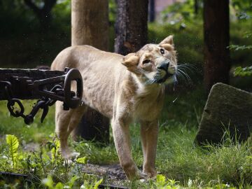 A loose lion in Berlin sows panic and the Police ask citizens to stay home