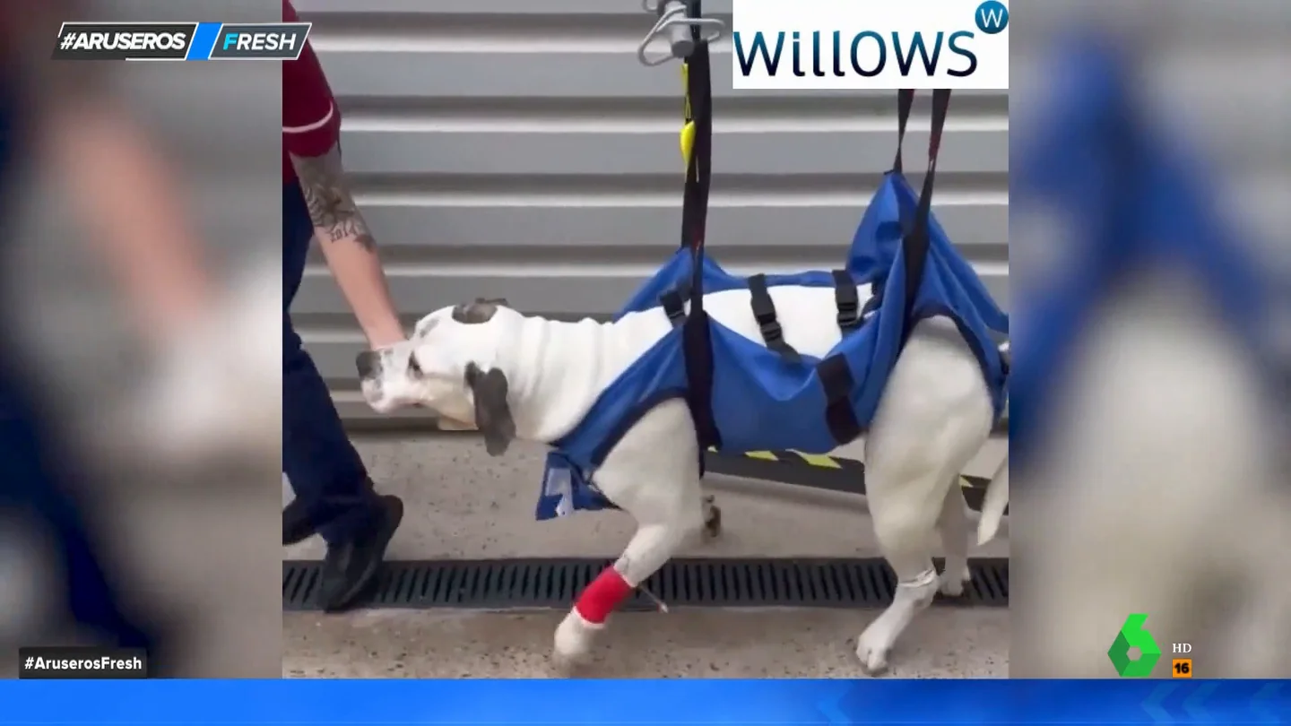 Un perro vuelve a caminar después de haber sido atropellado por un camión: así es su historia de superación Un perro vuelve a caminar después de haber sido atropellado por un camión: así es su historia de superación