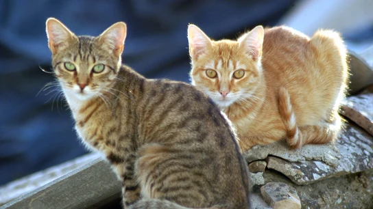 Polonia investiga un brote de gripe aviar que afecta a los gatos domésticos y pone en alerta a la OMS Polonia investiga un brote de gripe aviar que afecta a los gatos domésticos y pone en alerta a la OMS