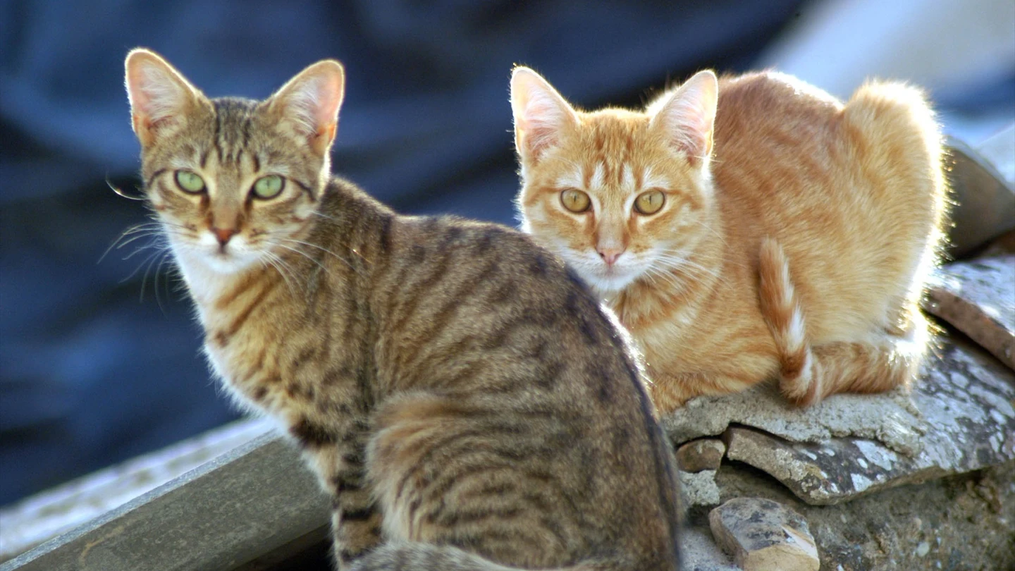 Polonia investiga un brote de gripe aviar que afecta a los gatos domésticos y pone en alerta a la OMS Polonia investiga un brote de gripe aviar que afecta a los gatos domésticos y pone en alerta a la OMS