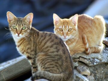 Poland investigates an outbreak of avian flu that affects cats and puts the WHO on alert