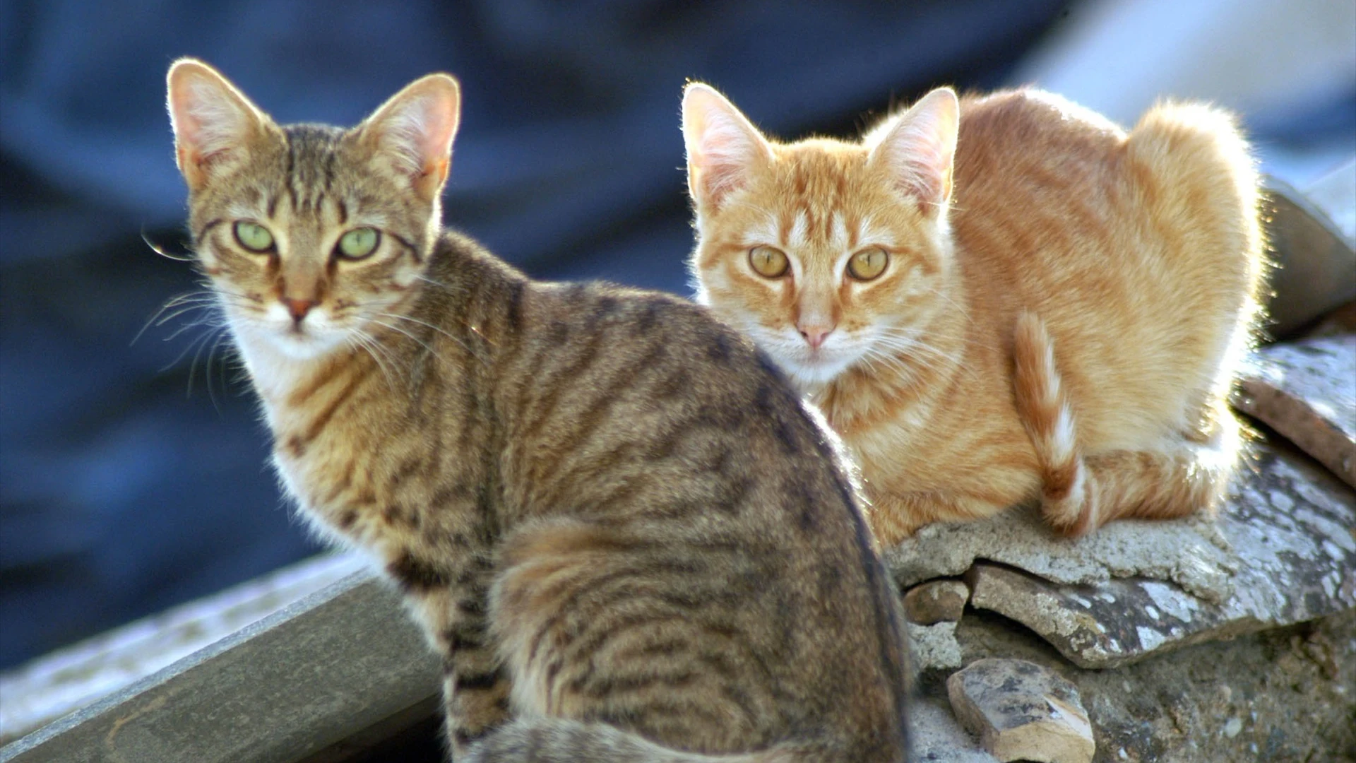 Polonia investiga un brote de gripe aviar que afecta a los gatos domésticos y pone en alerta a la OMS