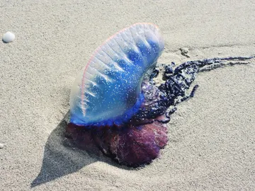 Medusa en la playa Medusa en la playa