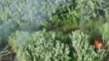 Un dron graba a un pirómano mientras provocaba incendios en el sur de Italia, pasto de las llamas