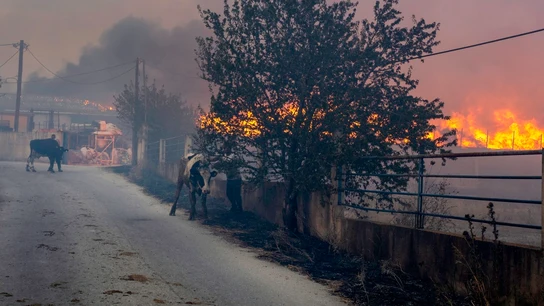 La ola de incendios en el Mediterráneo deja ya más de 50 víctimas La ola de incendios en el Mediterráneo deja ya más de 50 víctimas