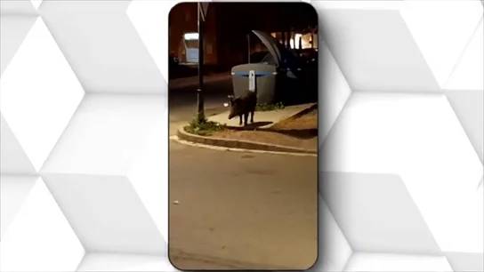 Animales salvajes toman la ciudad en busca de agua y alimento Animales salvajes toman la ciudad en busca de agua y alimento