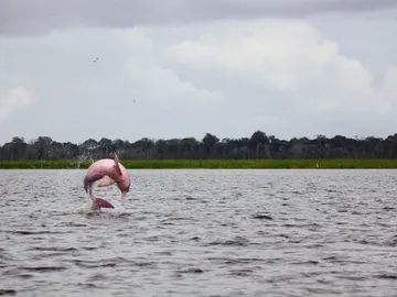 Delfín rosa Delfín rosa