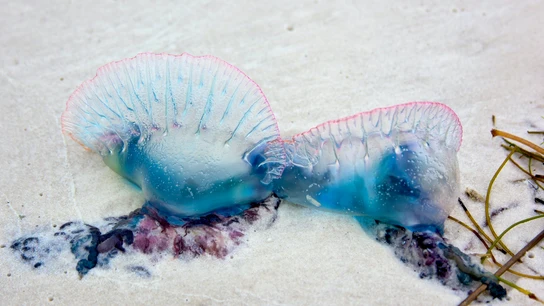 La carabela portuguesa llega a las playas del norte dificultando el baño La carabela portuguesa llega a las playas del norte dificultando el baño