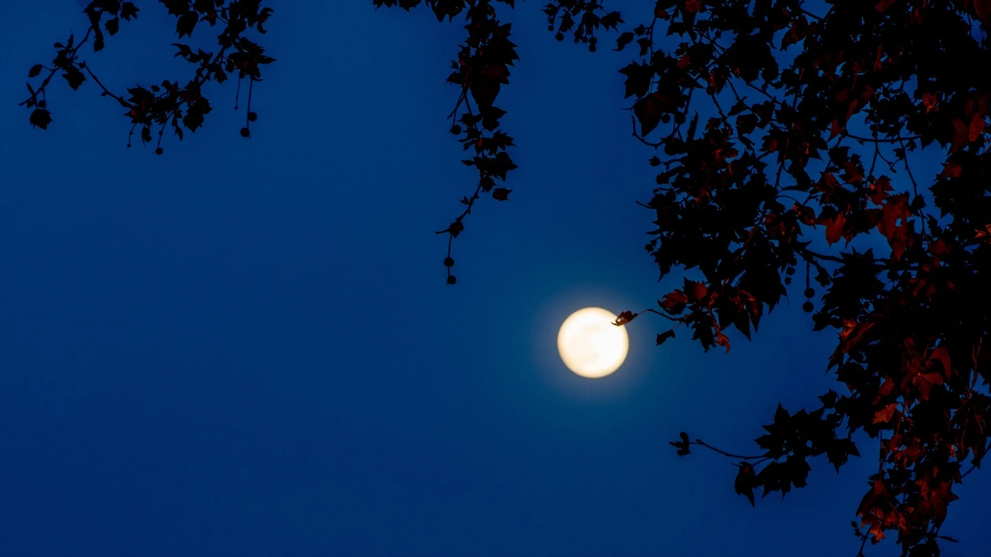 Luna llena de agosto 2023: cuándo y dónde ver la luna del esturión Luna llena de agosto 2023: cuándo y dónde ver la luna del esturión