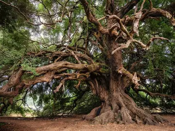 plantas, cambio climático plantas, cambio climático
