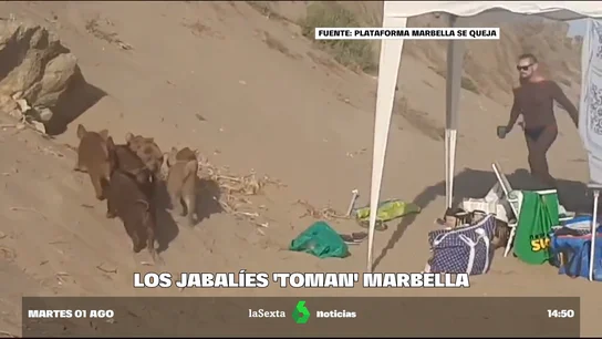 Una piara de jabalíes se adueña de la playa de Marbella y roban la comida a los bañistas Una piara de jabalíes se adueña de la playa de Marbella y roban la comida a los bañistas