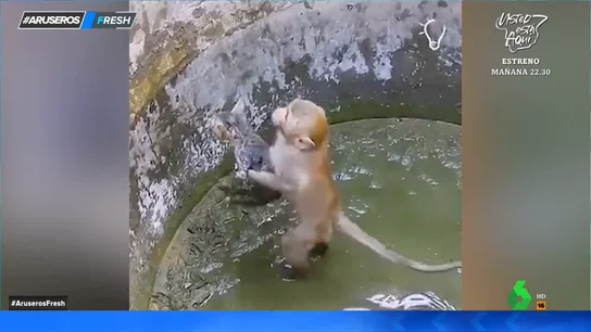 El entrañable vídeo de un mono que rescata a un gatito atrapado en un pozo El entrañable vídeo de un mono que rescata a un gatito atrapado en un pozo