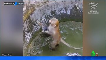 El entrañable vídeo de un mono que rescata a un gatito atrapado en un pozo